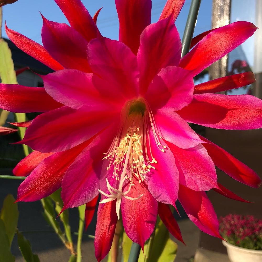 クジャクサボテンの投稿画像 By Cheezeさん 花のある暮らしと植中毒とみどりのある暮らしと多肉初心者と多肉植物と多肉植物とサボテンと夜に咲く花 18月6月2日 Greensnap グリーンスナップ