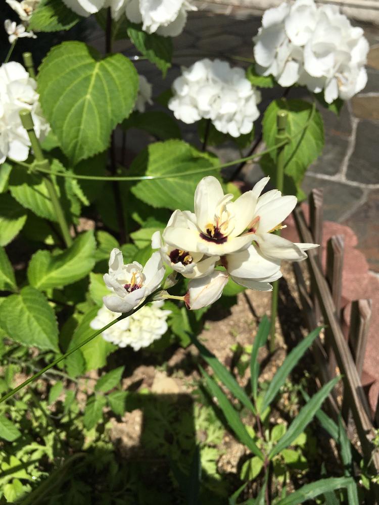 イキシアの投稿画像 By ｎaさん 18月6月2日 Greensnap グリーンスナップ