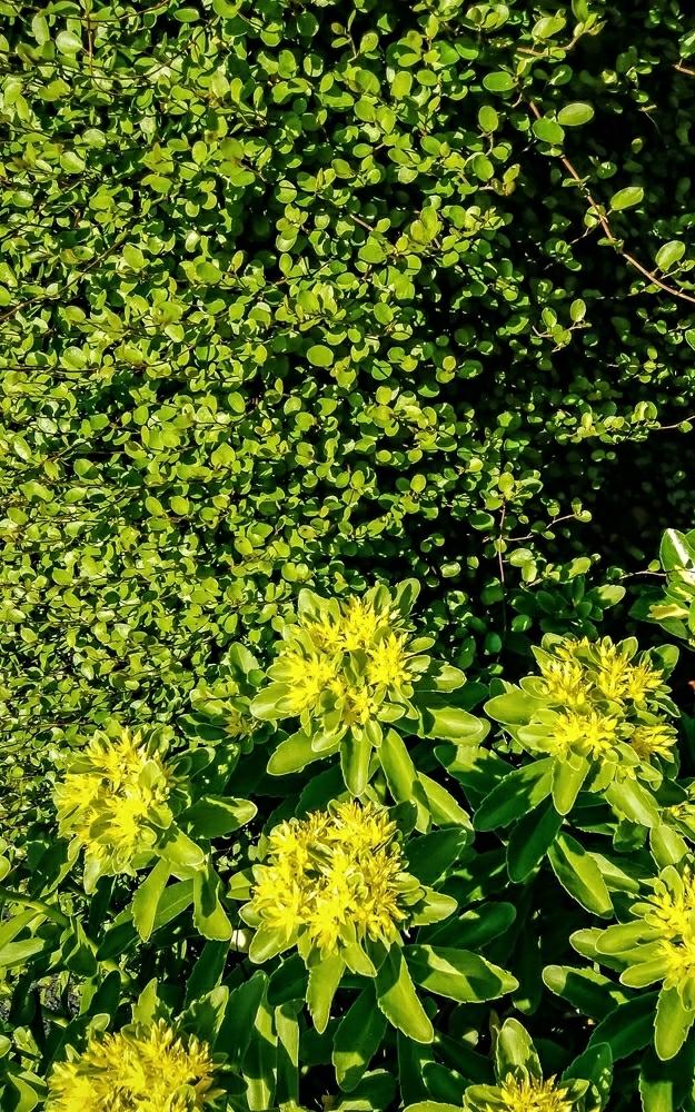 すべての美しい花の画像 無料印刷可能垣根 花