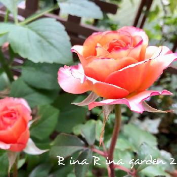 アルブレヒト・デューラーローズの画像 by リナリナさん | バルコニー/ベランダとアルブレヒドデューラーローズとバラ初心者と癒しの植物と自慢のバラコンテスト2018とオレンジのバラと赤い花と花のある暮らしとアルブレヒト・デューラーローズとバルコニストと良い匂い♡