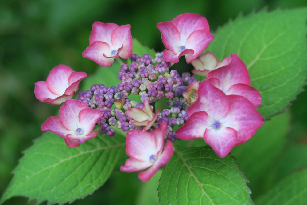 紫陽花 夏祭り の投稿画像 By Blauleafさん アジサイと千葉多肉会と千葉県と花木とgs映えと紫陽花 アジサイ あじさいと庭木とアジサイ 紫陽花 と0万枚記念 テーマ別記念フォトコンテストとアジサイ科とガーデニングと花のある暮らしと千葉タニラー 18月6月2日