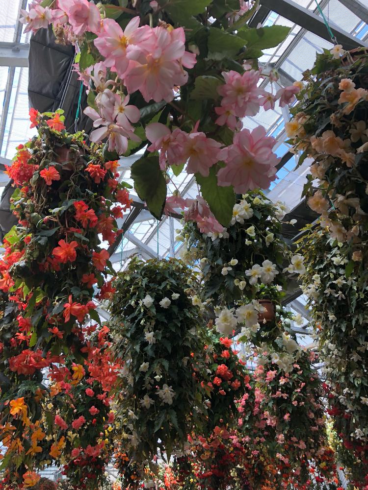 花いちもんめベゴニア園レポート Greensnap グリーンスナップ