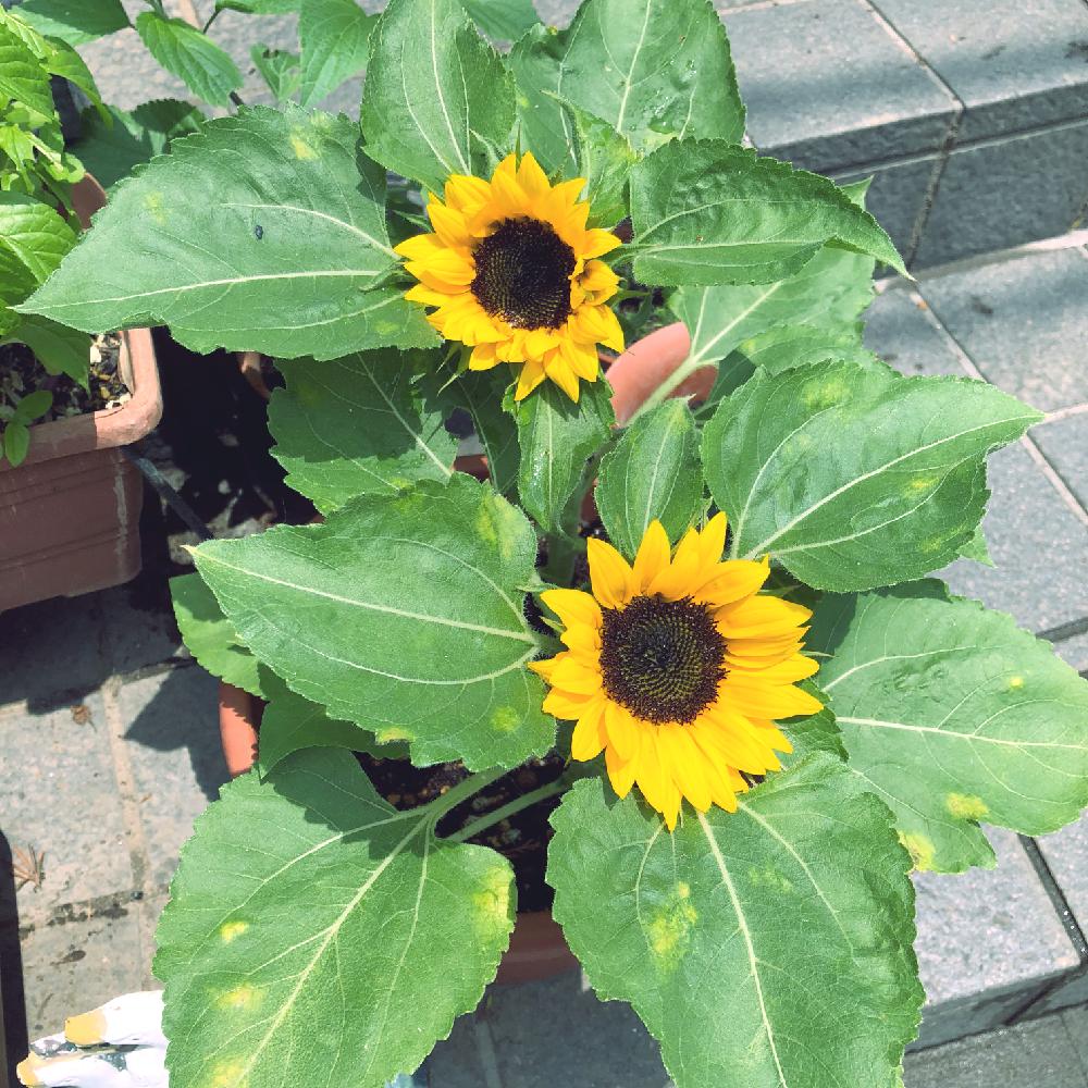 ミニひまわり 小夏 の投稿画像 By Sakuさん 植中毒と黄色い花と種から育てる と花のある暮らしとバルコニスト 18月6月2日 Greensnap グリーンスナップ