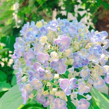 ふんわり水色の画像 by  Michiru Aさん | 小さな庭とふんわり水色とGS日和と紫陽花 アジサイ あじさいと今日のお花とナチュラルスタイルとガーデニングと花のある暮らしと『あじさい2018』コンテスト
