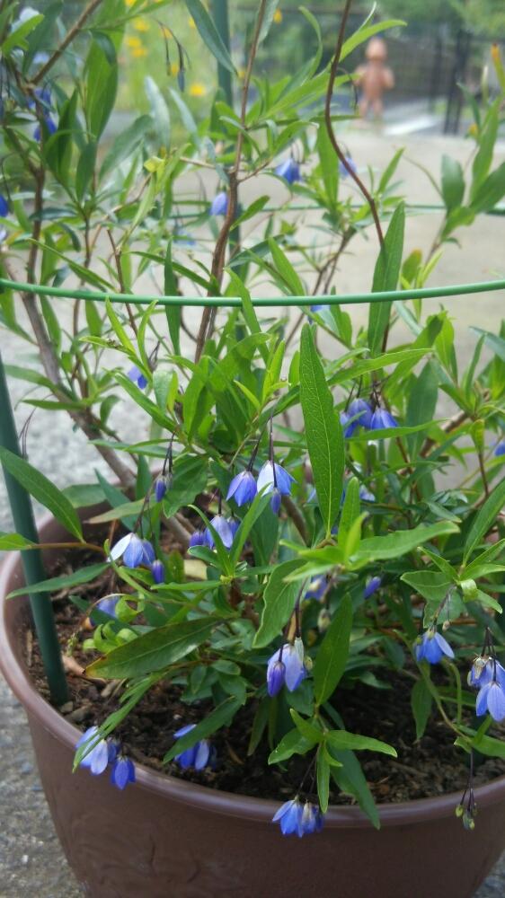 オーストラリアンブルーベルズの投稿画像 By プリンさん 青い花と今日の一枚と今日のお花と鉢植えとガーデニングと花のある暮らしと咲いた 18月6月2日 Greensnap グリーンスナップ