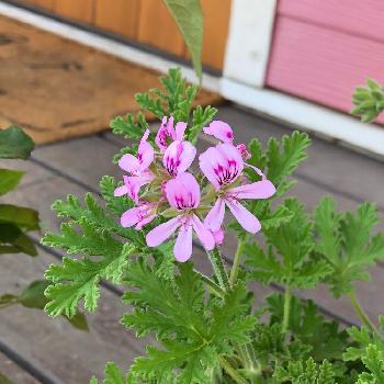 蚊よけ の投稿画像一覧 Greensnap グリーンスナップ