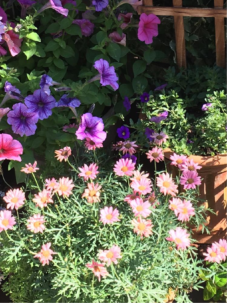 マーガレットモリンバの投稿画像 By Yumikoさん ペチュニアとカリブラコアとたくさんの花と春の花たちとマーガレットモリンバ と狭い庭と葉っぱ のある暮らしと植中毒とマーガレットも好き とマーガレットの花とペチュニア ともりもりと狭い場所と花のある暮らしと花が