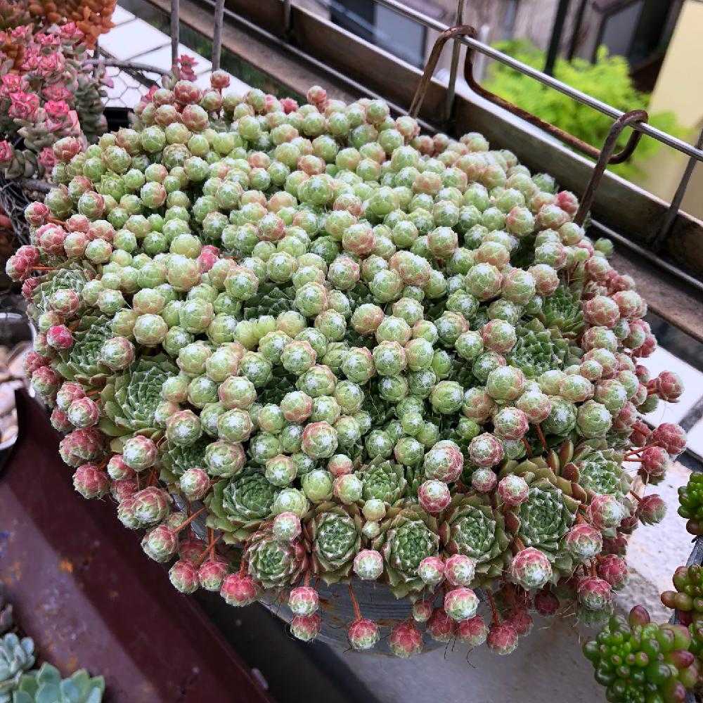 もぎゅもぎゅセンペル丼🍀｜🍀GreenSnap（グリーンスナップ）