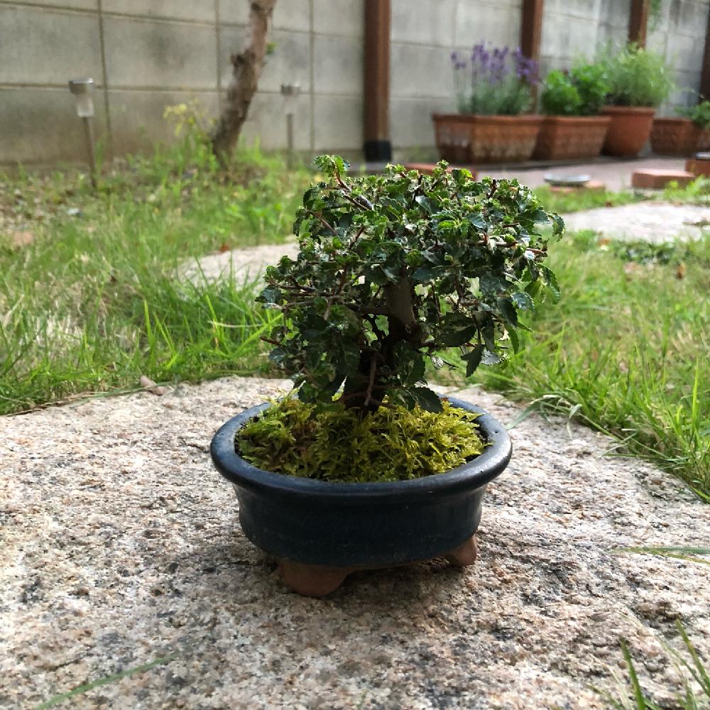 ケヤキの投稿画像 By レスターさん 花のある暮らしとマイガーデンと盆栽と小品盆栽 2018月6月2日 Greensnap グリーンスナップ