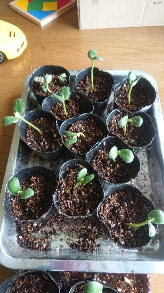 枝豆成長記録 畑に植え付けまで Greensnap グリーンスナップ