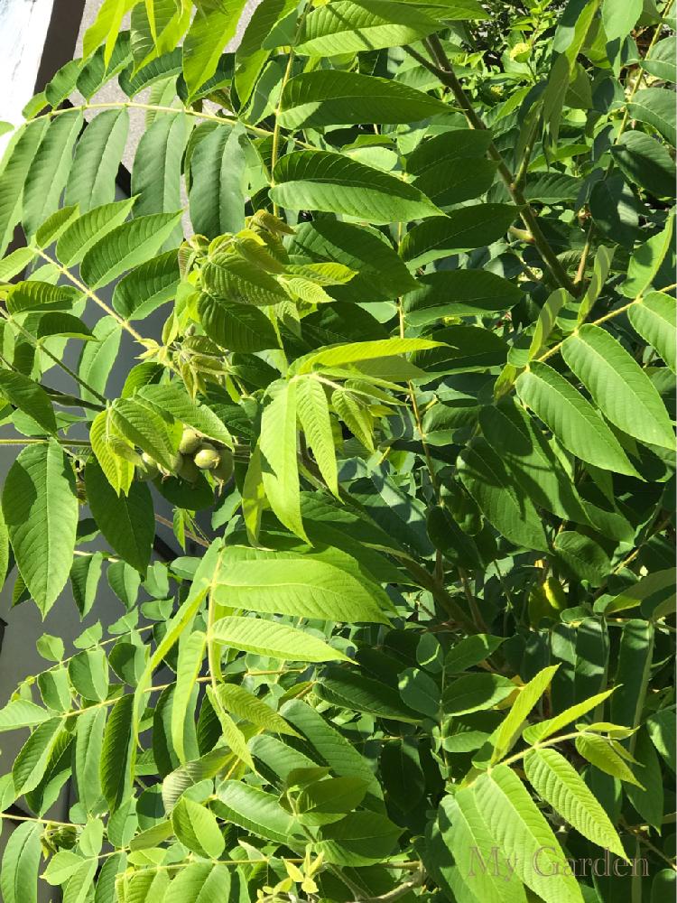 クルミの葉の投稿画像 By リーこ さん 花のある暮らしと小さな庭 とおおきな木とおおきな葉っぱ 2018月6月3日 Greensnap グリーンスナップ