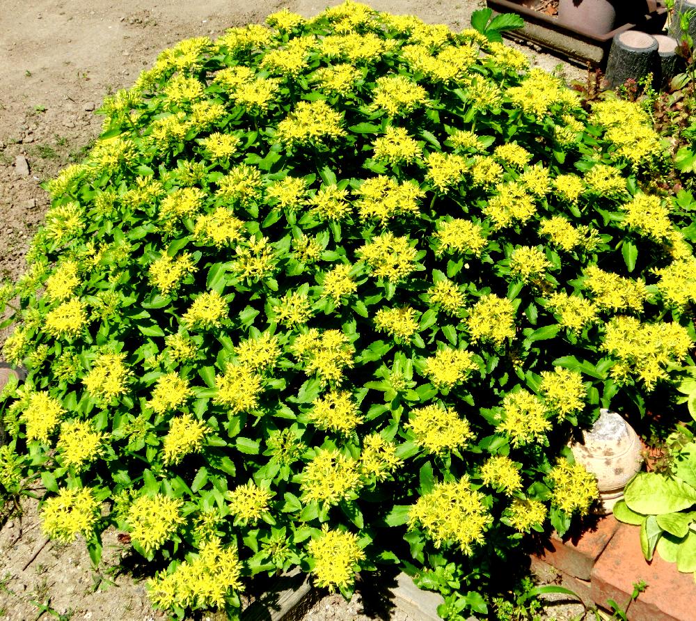 キリンソウの投稿画像 By チョウサンさん 山野草と誕生花と植中毒と黄色い花と初夏の訪れと花のある暮らし 18月6月3日 Greensnap グリーンスナップ