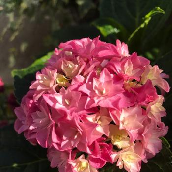 冬咲きアジサイの投稿画像一覧 Greensnap グリーンスナップ