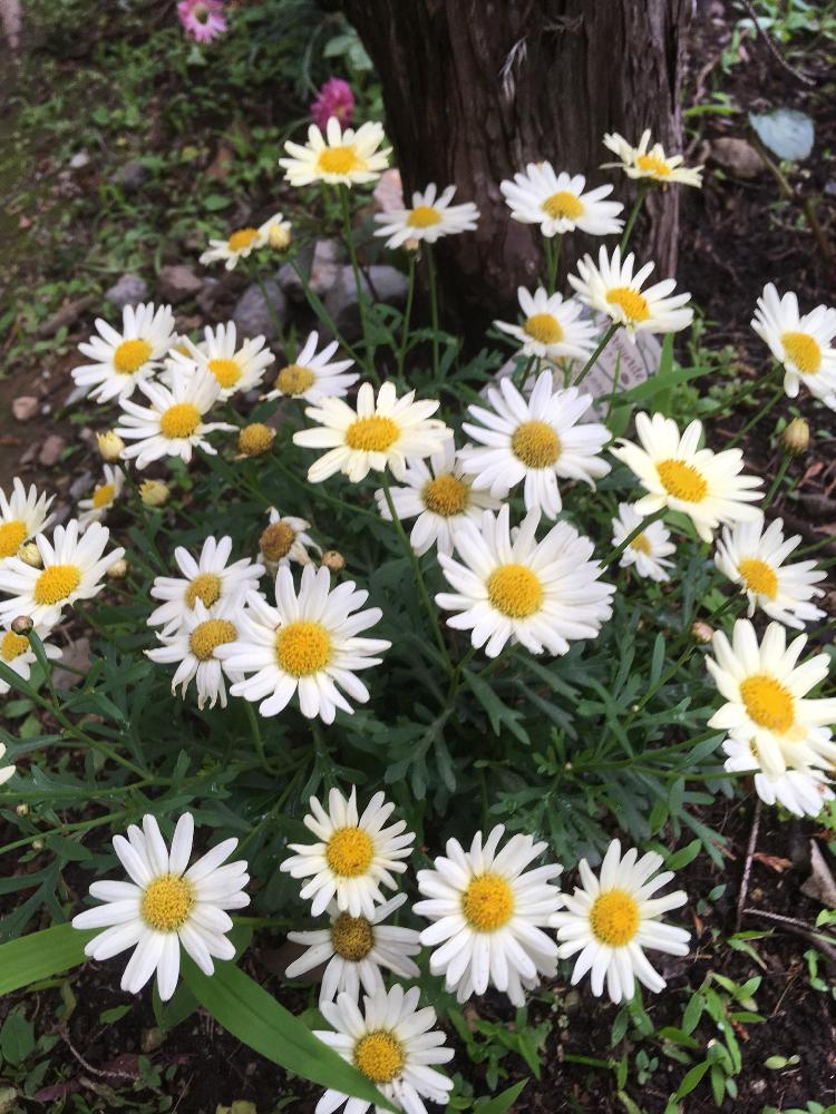 マーガレット ムーンライトの投稿画像 By そらみさん 花のある暮らしとお庭と自然と白い花とマーガレット とマーガレットの花 18月6月3日 Greensnap グリーンスナップ