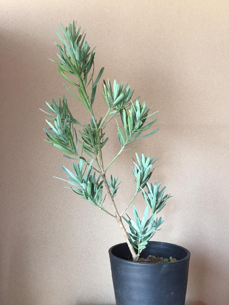 ポドカルプスの投稿画像 By Mosuさん 銀葉マキとガーデニングと観葉植物と鉢植えと植中毒 18月6月3日 Greensnap グリーンスナップ