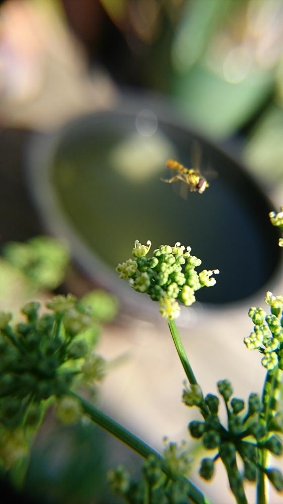 パセリの投稿画像 By まひゅさん 益虫と働く虫とパセリの花 18月6月3日 Greensnap グリーンスナップ