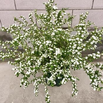 六月雪の投稿画像一覧 Greensnap グリーンスナップ 六月雪の投稿画像一覧 Greensnap グリーンスナップ