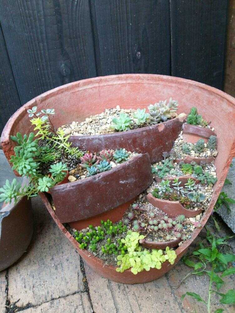 割れた鉢のリメイク 多肉植物寄せ植え🍀｜🍀GreenSnap（グリーンスナップ）