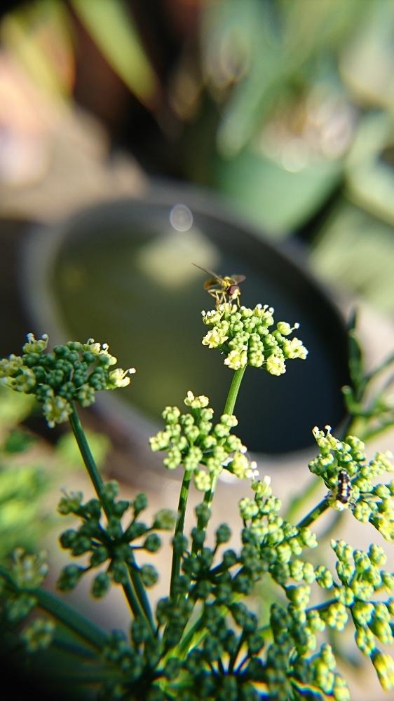 パセリの投稿画像 By まひゅさん てんとう虫とアブと働く虫とパセリの花と益虫 18月6月3日 Greensnap グリーンスナップ