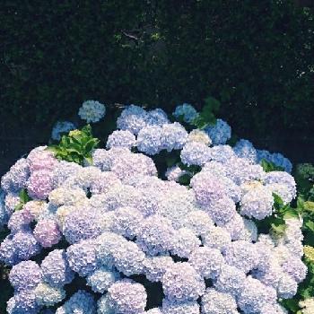 水色紫陽花の画像 by naoさん | エントランスと私の癒し。とGS映えとGS日和と植中毒と水色紫陽花と静岡県民です！と花のある暮らし