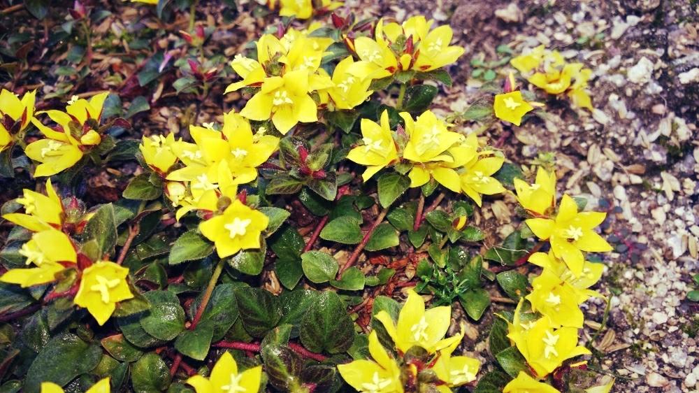 半日陰の投稿画像 By のぶりんさん 黄色の花と花のある暮らしとグランドカバーと地植 18月6月3日 Greensnap グリーンスナップ