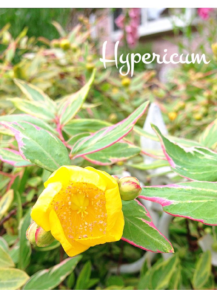 ヒペリカムの投稿画像 By つきよみさん ヒペリカム トリカラーと葉っぱとマイガーデン とガーデニングときいろいお花と花のある暮らしと地植え 18月6月3日 Greensnap グリーンスナップ