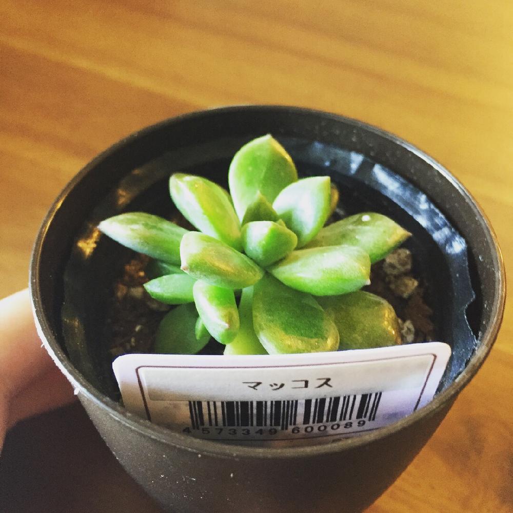 キャンドゥの投稿画像 By Hohohoさん 多肉植物と100均多肉 18月6月3日 Greensnap グリーンスナップ
