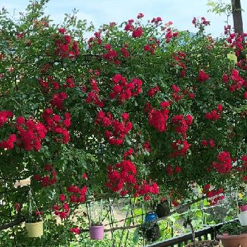 自慢のバラコンテスト2018の画像 by Pinkさん | 小さな庭とウォーターフォールローズとばら バラ 薔薇と薔薇に魅せられてと季節の花とにわとピンクと自慢のバラコンテスト2018と赤い花と花のある暮らしとバラ　フェンスと薔薇♪と色がキレイ