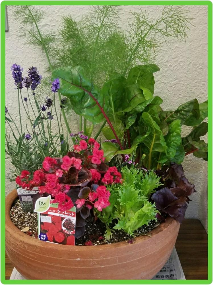 サニーレタスの投稿画像 By Ake48さん ベゴニアとラベンダーと野菜寄せ植えと花のある暮らしとgs映え 18月6月3日 Greensnap グリーンスナップ