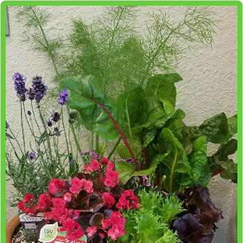 野菜寄せ植えの投稿画像一覧 Greensnap グリーンスナップ 野菜寄せ植えの投稿画像一覧 Greensnap グリーンスナップ