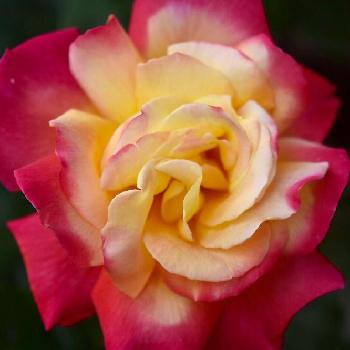 自慢のバラコンテスト2018の画像 by 銀月さん | 小さな庭と栄光とバラとうちの庭と薔薇に魅せられてとマイコレクションとGS映えとバラ 鉢植えと植中毒とカインズバラコンテストと自慢のバラコンテスト2018と軒下と200万枚記念!テーマ別記念フォトコンテストと花のある暮らしとバラ・ハイブリッドティーと咲いた！