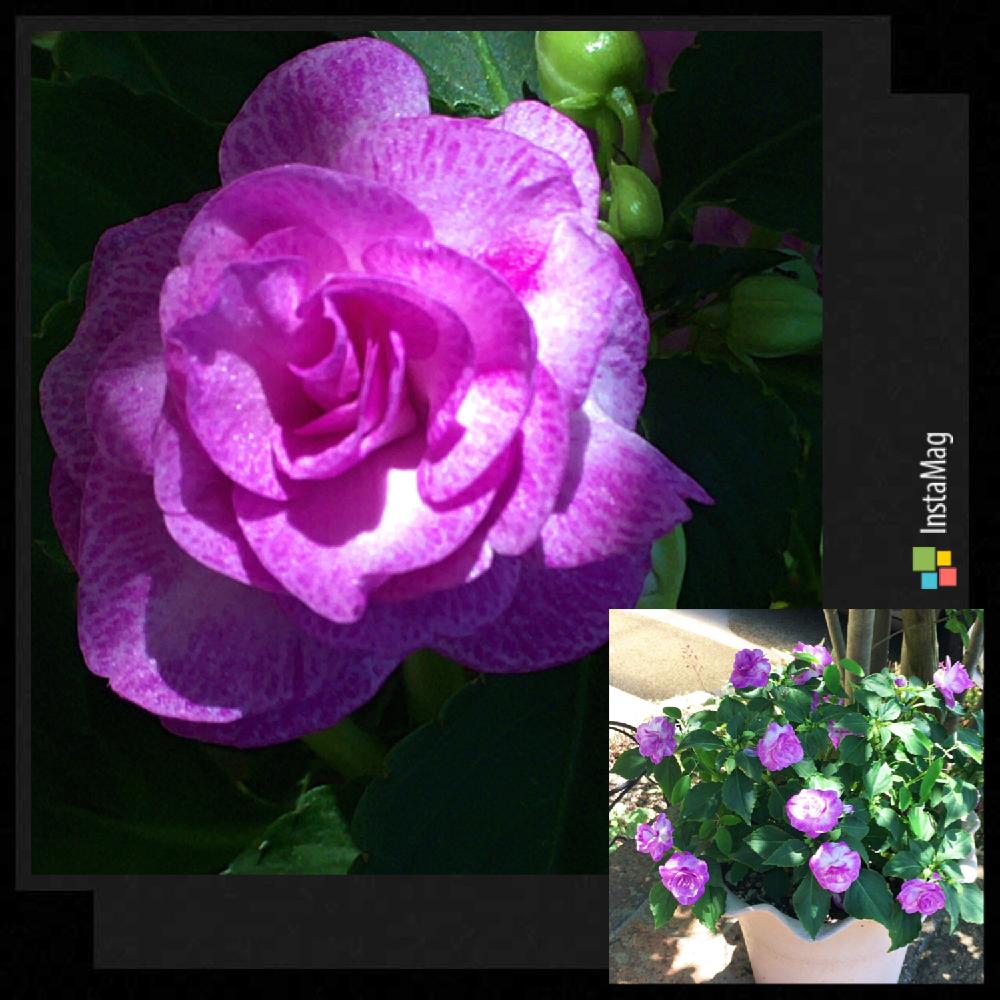 八重咲きインパチェンス カリフォルニアローズの投稿画像 By ちゅるりん さん カリフォルニアローズフィエスタスターダストラベンダーと花のある暮らしとシェードガーデンと植中毒とエントランスと花のある暮らしとシェードガーデンと植中毒 18月6月3日