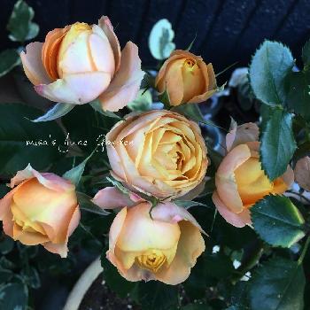 自慢のバラコンテスト2018の画像 by misaさん | 小さな庭とベビーロマンティカとバラとHTCと千葉県と薔薇愛同盟と植中毒とカインズバラコンテストと❤️いいね、ありがとうと自慢のバラコンテスト2018と鉢植えとHTC No.66とガーデニングと花のある暮らしとお庭とHTC社員