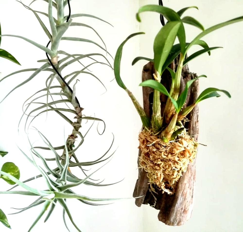 デンドロビウム キンギアナム シルコッキーの投稿画像 By Naobonさん チランジアと着生植物と植物のある暮らしとチラ ランとgs映えとno Green No Lifeと植中毒と今日の一枚とチランジア属と洋ランと成長記録とワイルドとエアプランツとエアープランツ チランジア 18月