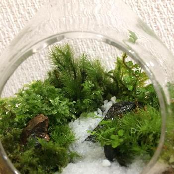 Moss Connectの投稿画像一覧 Greensnap グリーンスナップ