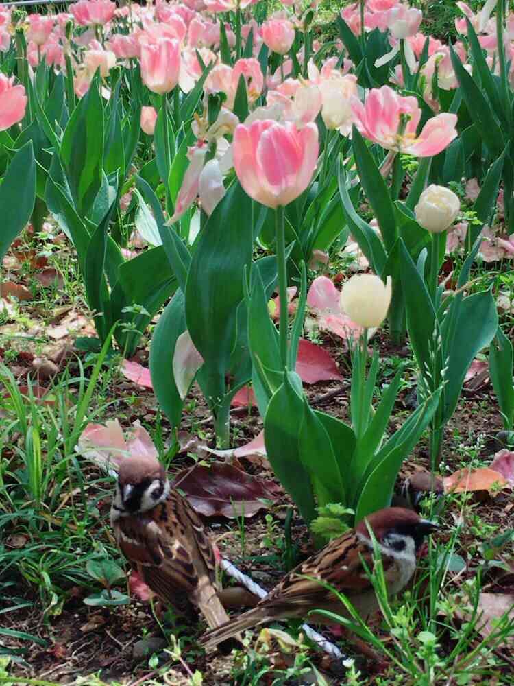 ジニさんの横浜公園への投稿