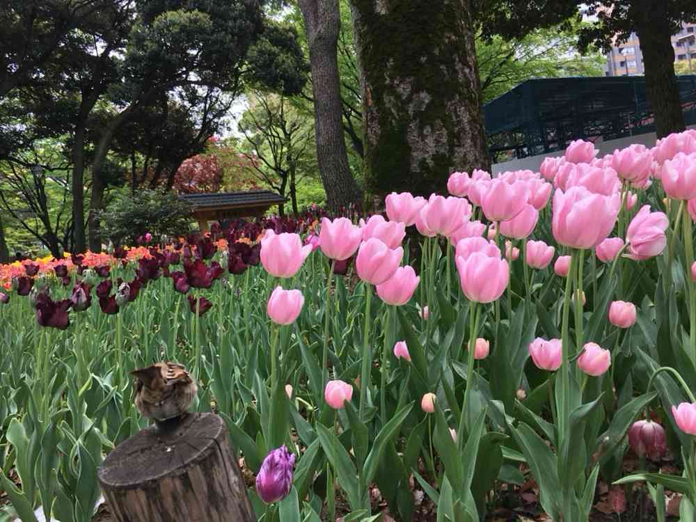 ジニさんの横浜公園への投稿