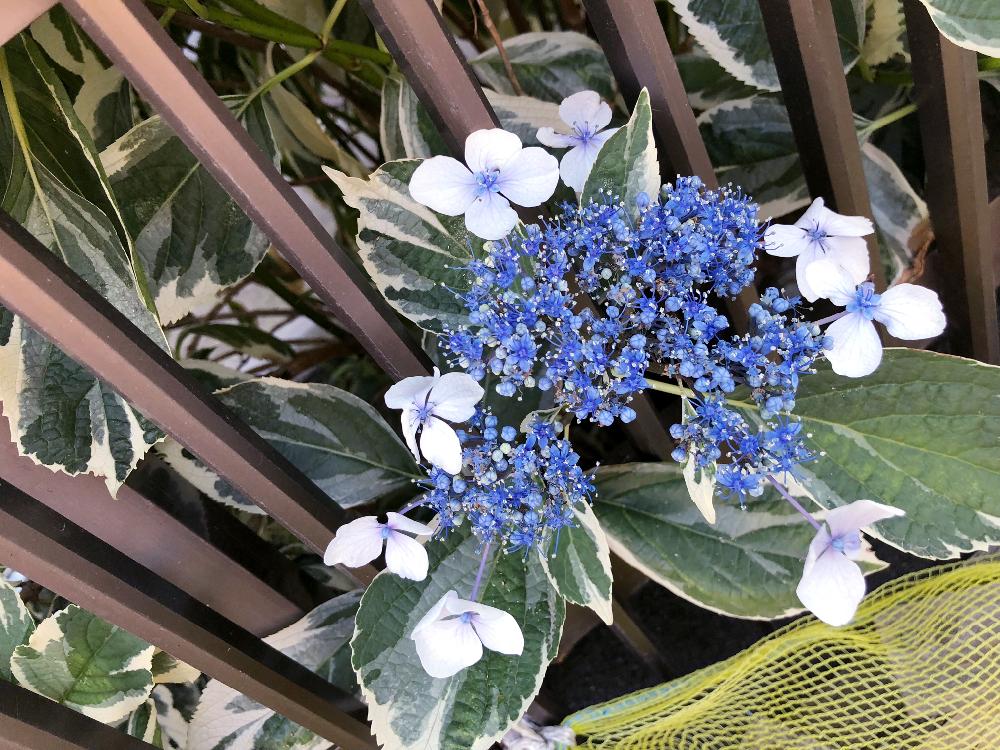 斑入りアジサイの投稿画像 By 空花 くうか さん 紫陽花 アジサイ あじさいと斑入りガクアジサイと斑入り葉っぱと紫陽花 アジサイ あじさいと斑入りガク アジサイと斑入り葉っぱ 18月6月3日 Greensnap グリーンスナップ Greensnap グリーンスナップ