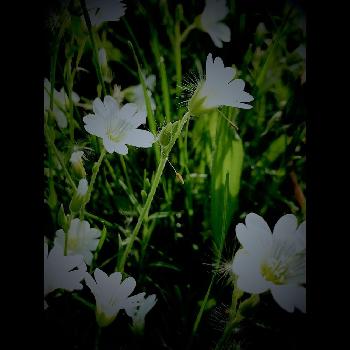 ほぼ雑草の画像 by masa. kさん | お出かけ先とセラスチュームと旭川とGS日和とほぼ雑草と白い花と北海道とiPhone撮影