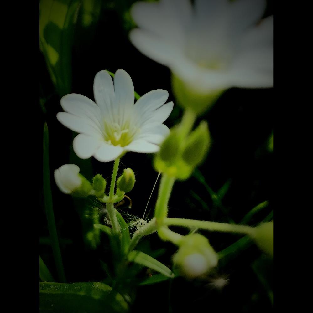 セラスチュームの投稿画像 By Masa Kさん 旭川とgs映えとgs日和とほぼ雑草と白い花と北海道とiphone撮影 18月6月3日 Greensnap グリーンスナップ セラスチュームの投稿画像 By Masa Kさん 旭川とgs映えとgs日和とほぼ雑草と白い花と北海道とiphone撮影 18月6月3日 Greensnap グリーンスナップ