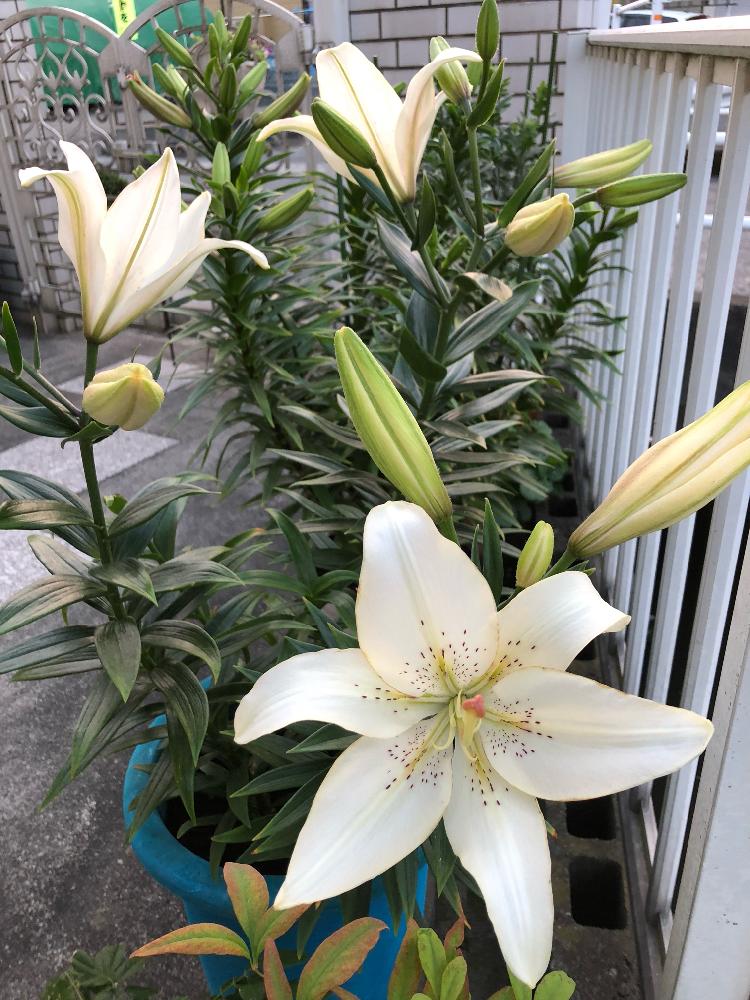 ガーデニング大好き の投稿画像 By Fonmoroさん 百合の花と植中毒と鉢植えとガーデニングと花のある暮らしとiphone撮影と鉢植えの花 18月6月4日 Greensnap グリーンスナップ