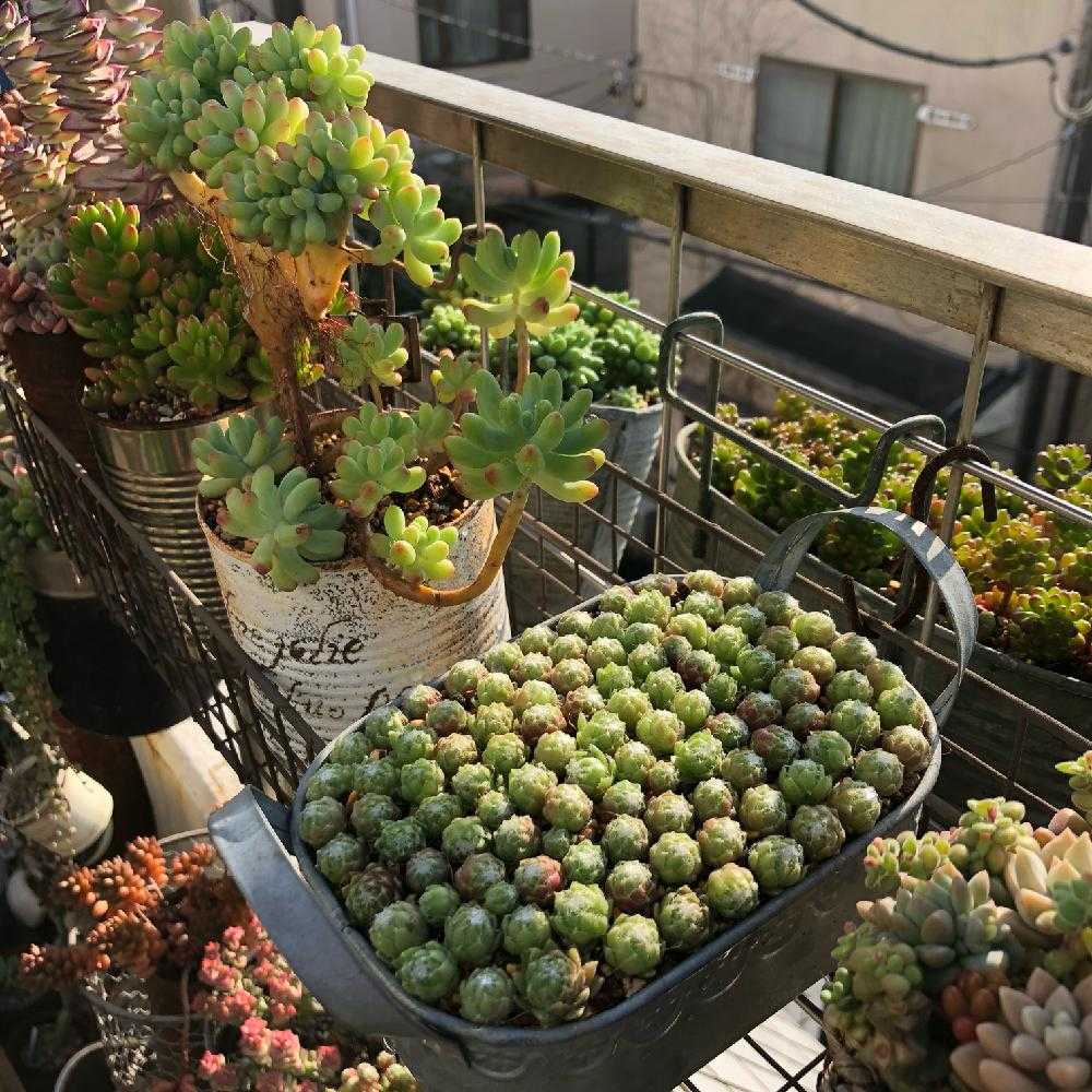 もぎゅもぎゅセンペル丼🍀｜🍀GreenSnap（グリーンスナップ）