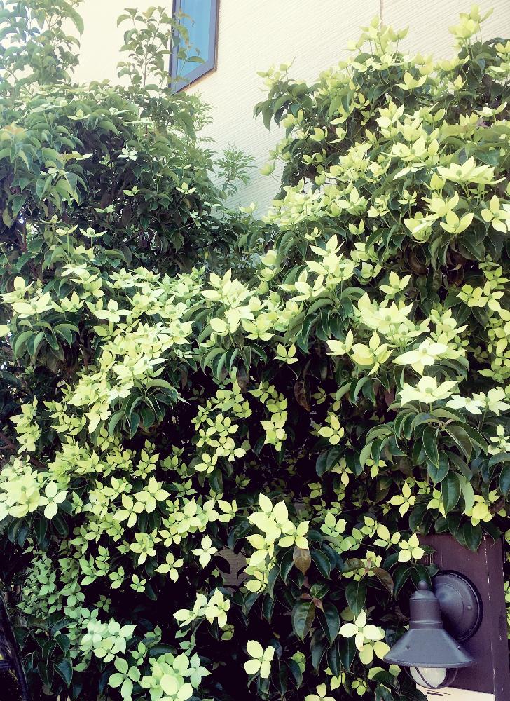 ヤマボウシの投稿画像 By Rkさん 初夏の庭と西日との接し方と庭木と成長記録とナチュラルスタイルとガーデニングと花のある暮らしと咲いた 18月6月4日 Greensnap グリーンスナップ