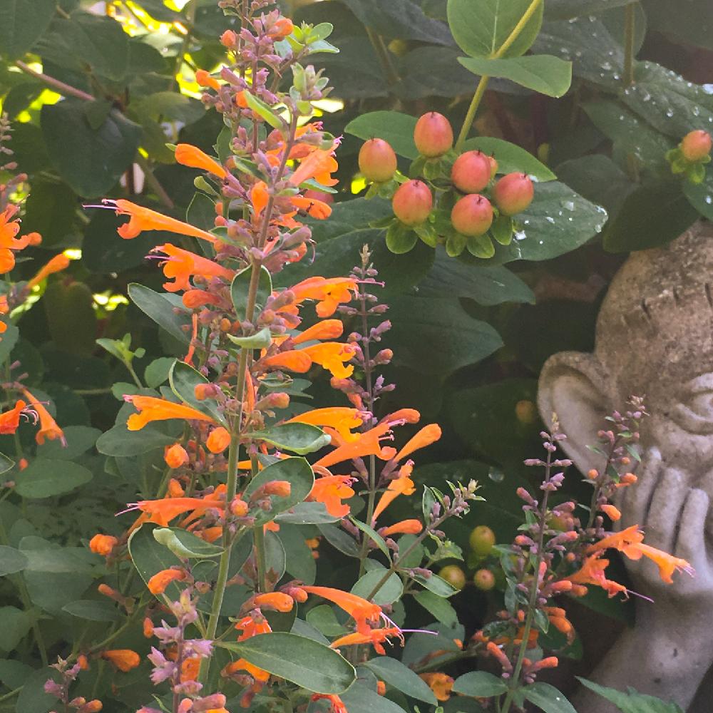 オレンジ色の花の投稿画像 By 茶トラさん 庭の花と実のなる木と花のある暮らしと庭の樹木と庭の宿根草 18月6月 4日 Greensnap グリーンスナップ