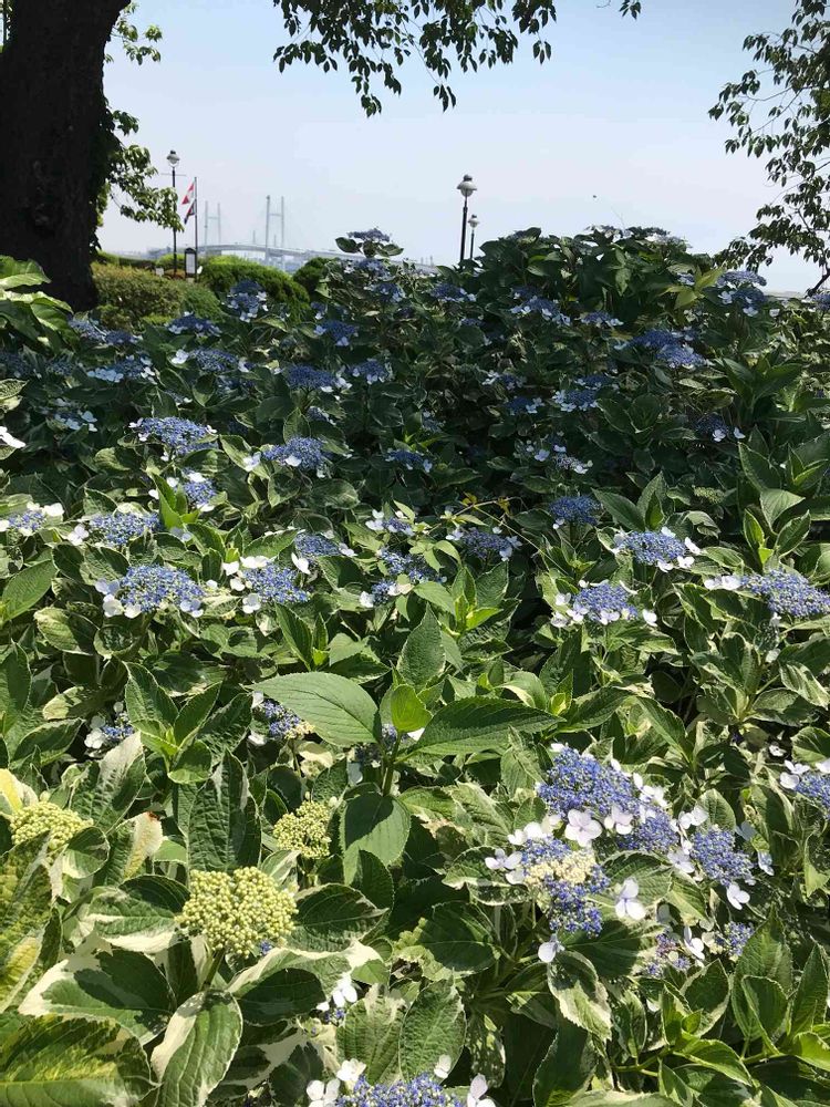 keikoggiさんの港の見える丘公園への投稿