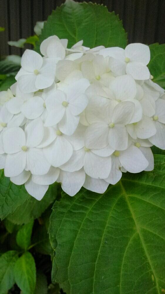 白い紫陽花の投稿画像 By まさこさん 花のある暮らしと今日の一枚と咲いた 18月6月4日 Greensnap グリーンスナップ