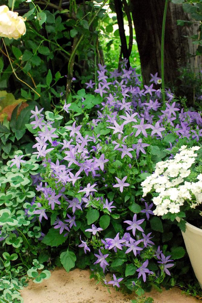 カンパニュラアルペンブルーの投稿画像 By ありんこさん ブルーとムラサキの花と今日のお花とガーデニングと花のある暮らしと咲いた と庭の宿根草 18月6月4日 Greensnap グリーンスナップ