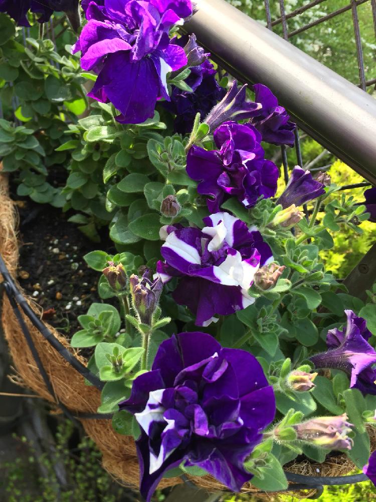 八重咲きペチュニアの投稿画像 By Maruminさん 八重咲きペチュニアとgs日和と夏の花と八重咲きペチュニア と花のある暮らしと紫の花 18月6月4日 Greensnap グリーンスナップ