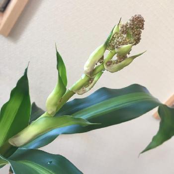 幸福の木の蕾の投稿画像一覧 Greensnap グリーンスナップ