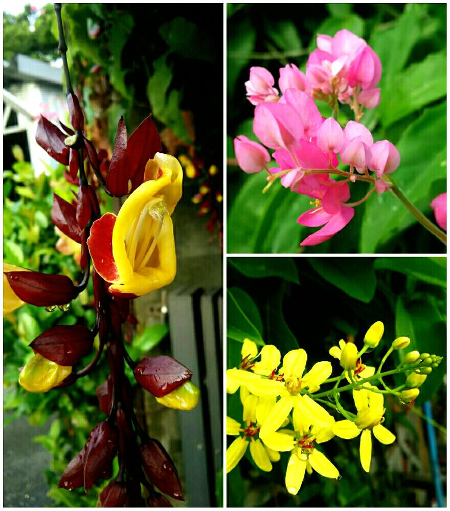 最も人気のある 沖縄 花 種類 虹
